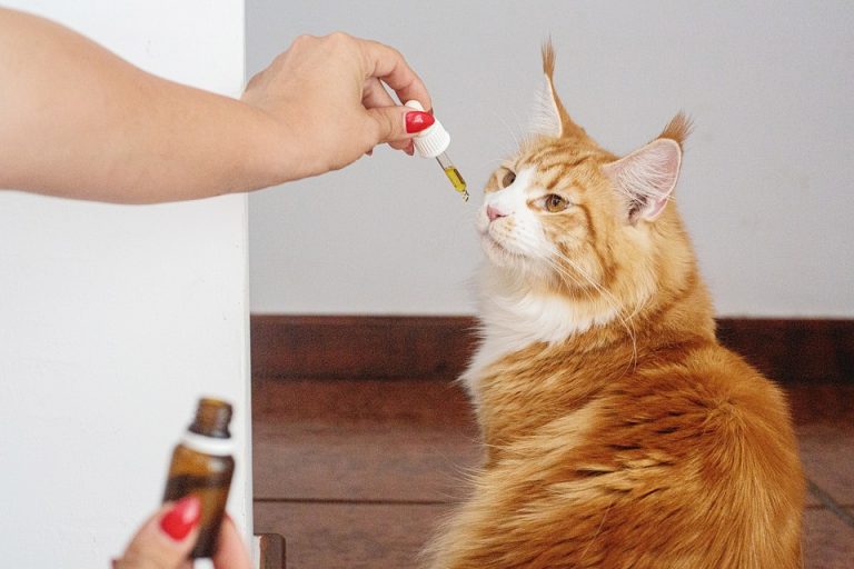 Pourquoi donner du CBD aux animaux ?